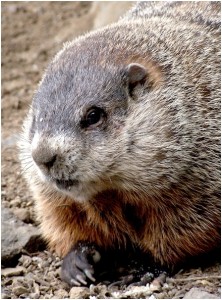 Groundhog/Wikimedia Commons
