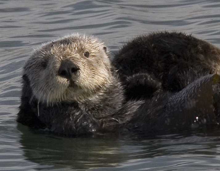 Sea Otter in Morro Bay, California. Photo: Mike Baird/Wikimedia Commons