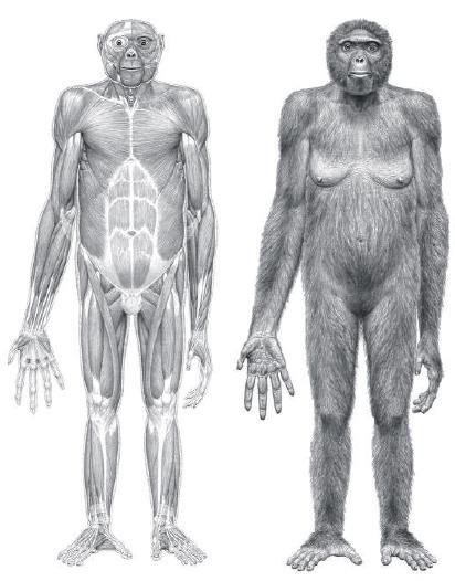 Meet the family: Ardi, or Ardipithecus ramidus, in the flesh. Illustration: Jay Matterns, Science magazine