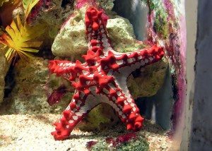 Red-knobbed starfish Protoreaster linckii, a sea star from the  Indian Ocean/Wikimedia Commons