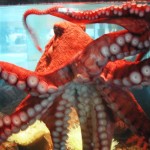 Deriq, the giant Pacific octopus at the Hatfield Marine Science Center