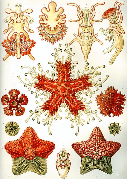 "Asteroidea" from Ernst Haeckel's Kunstformen der Natur, 1904/Wikimedia Commons