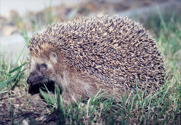 A European hedgehog, which is bigger than an African hedgehog./Wikimedia Commons
