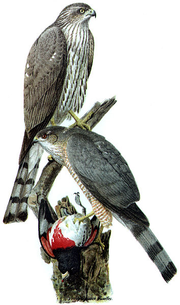 Sharp-shinned hawks, chromolithograph, 1908, Louis Agassiz Fuertes, United States Department of Agriculture Yearbook/Wikimedia Commons